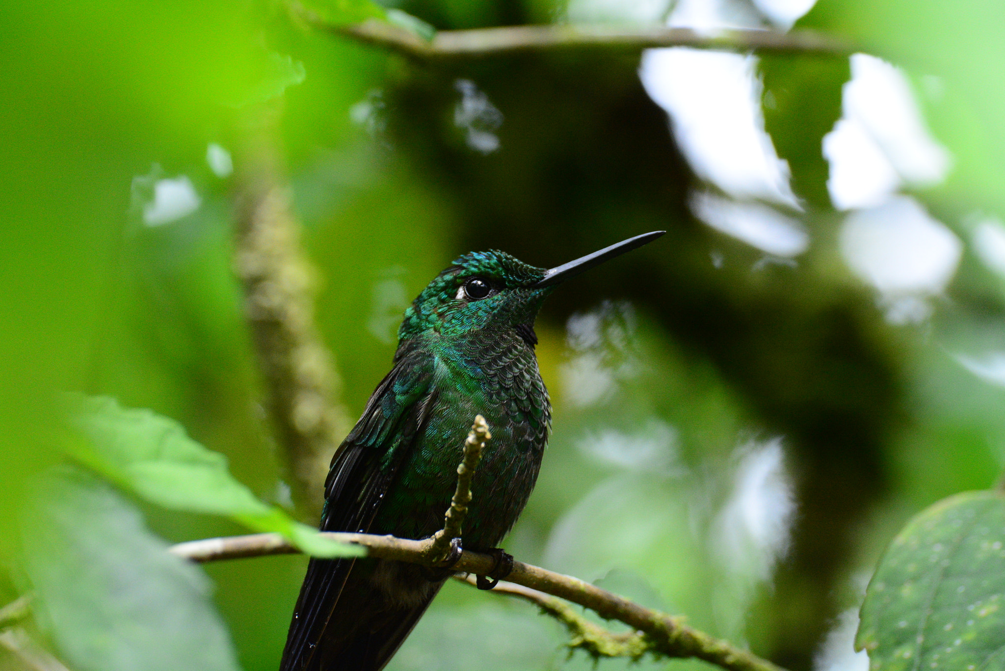 Nikon D5200 sample photo. Hummingbird male photography