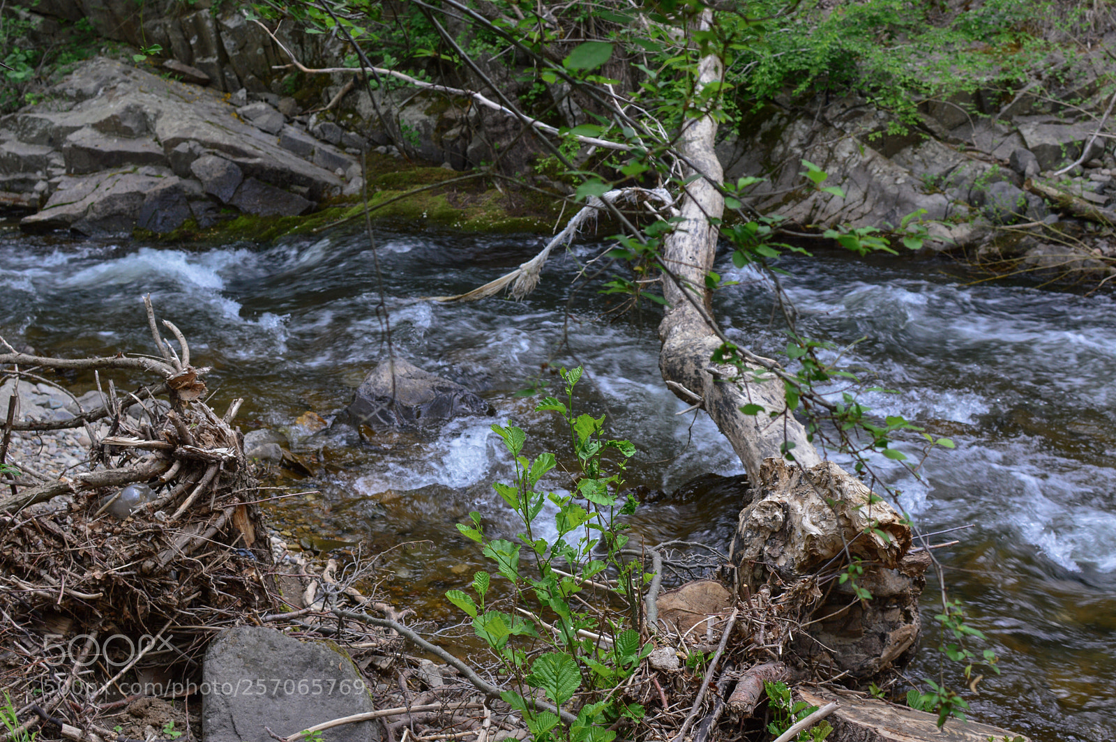 Nikon D3200 sample photo. Fallen tree photography