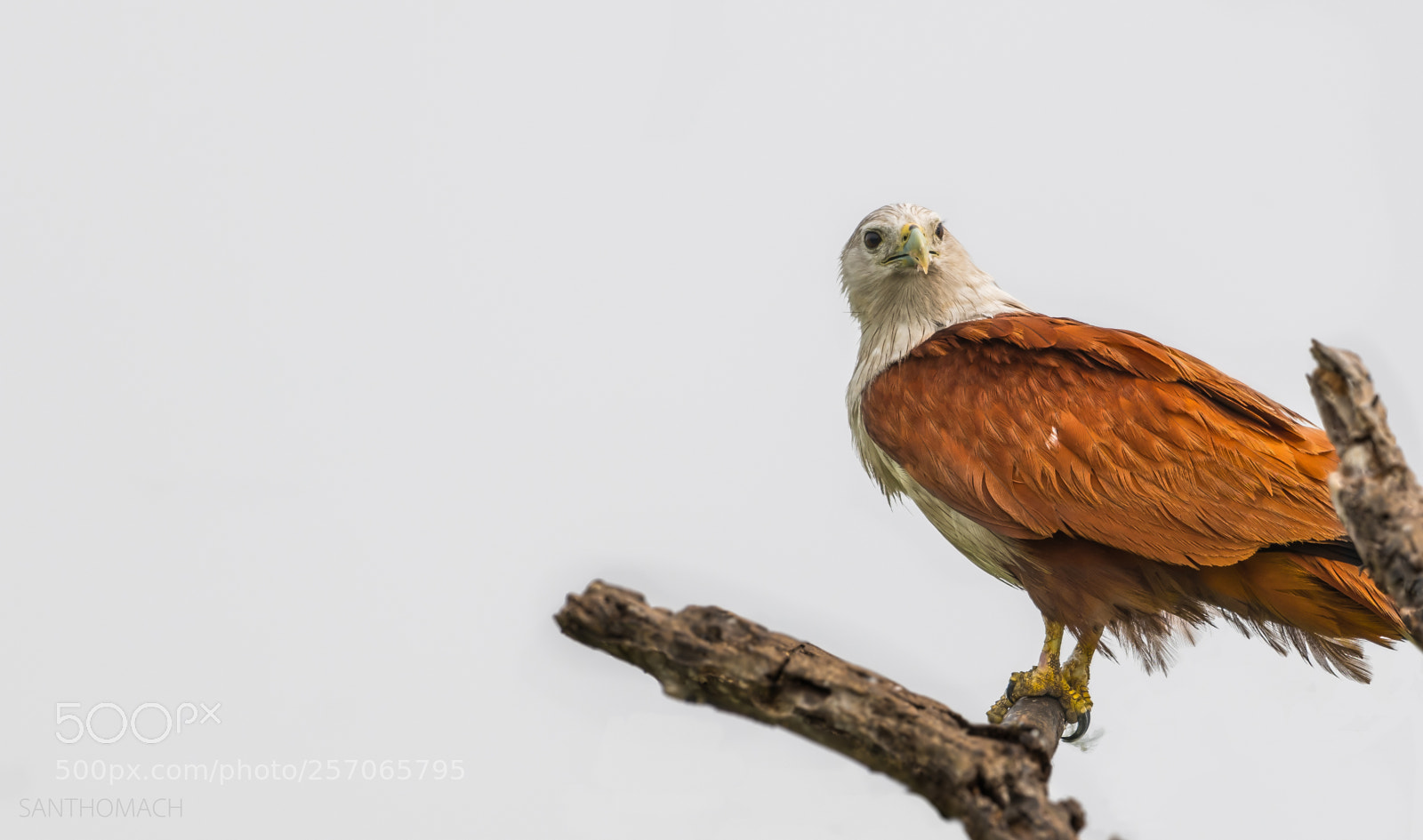 Nikon D850 sample photo. Bald eagle stare photography