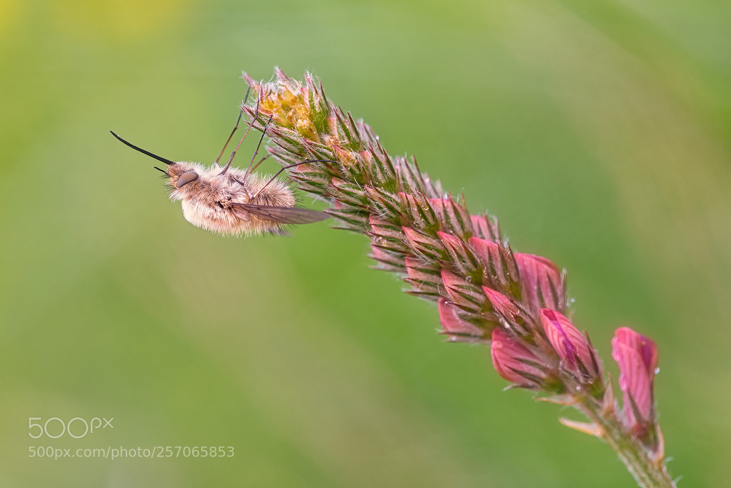 Nikon D750 sample photo. Humbleflies photography