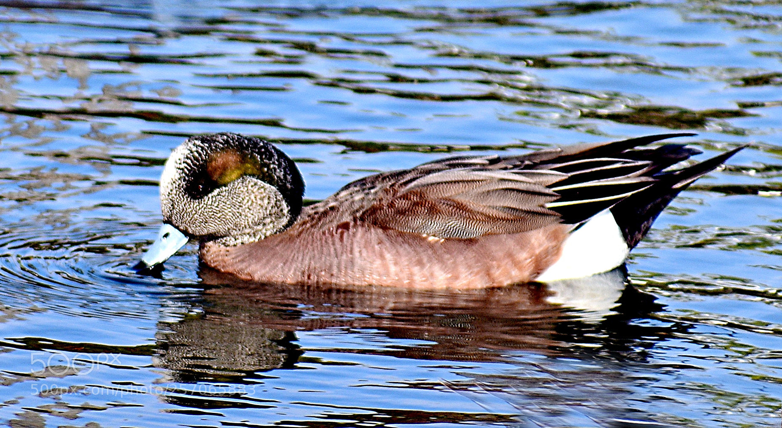 Nikon D7200 sample photo. Green duck swimming in photography