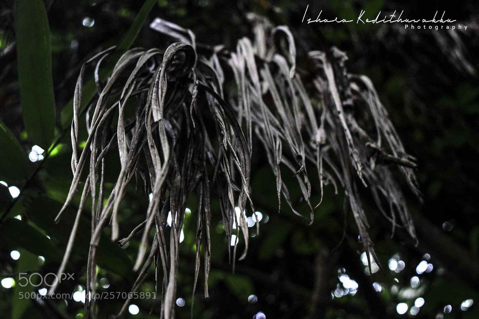 Nikon D3300 sample photo. Untitled photography