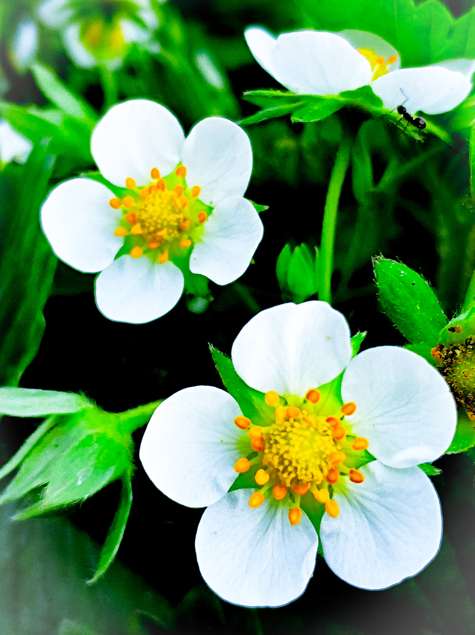 Xiaomi MI6 sample photo. Strawberry blossom photography