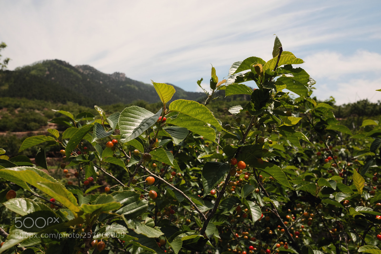 Fujifilm X70 sample photo. Title photography