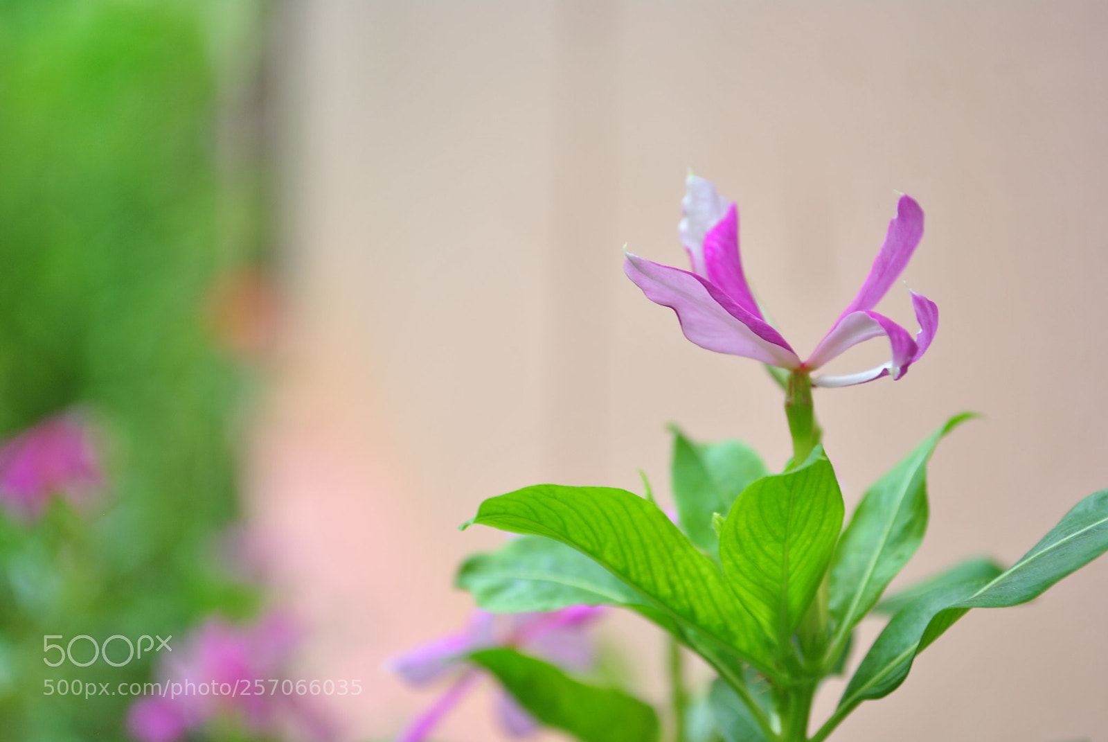 Nikon D3000 sample photo. Vinca photography