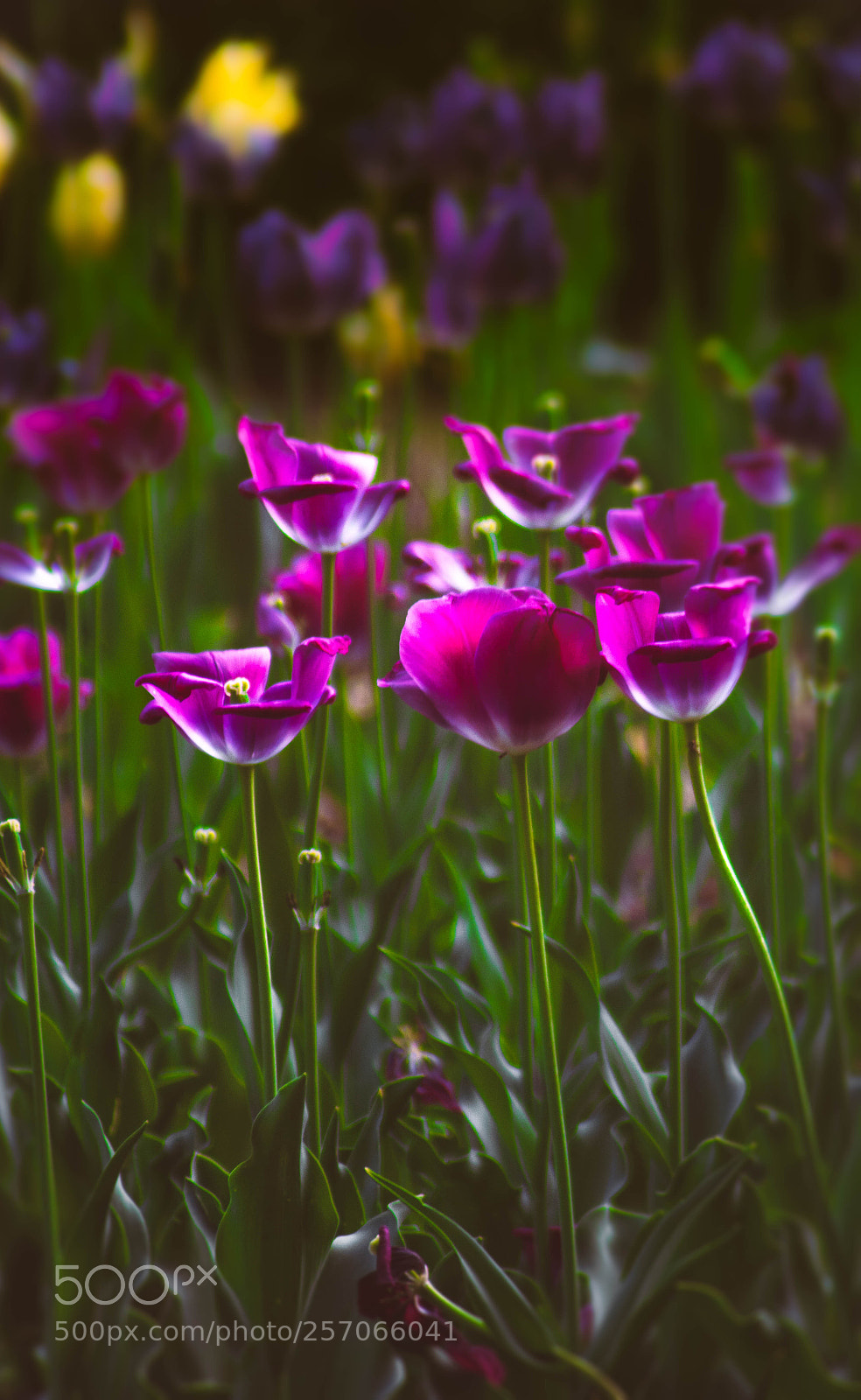 Nikon D5200 sample photo. Flower photography