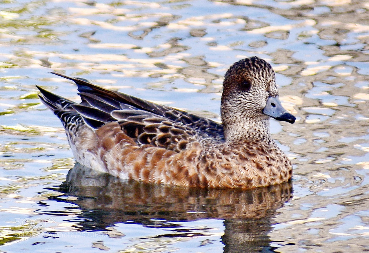Nikon D7200 sample photo. Brown duck swimming in photography