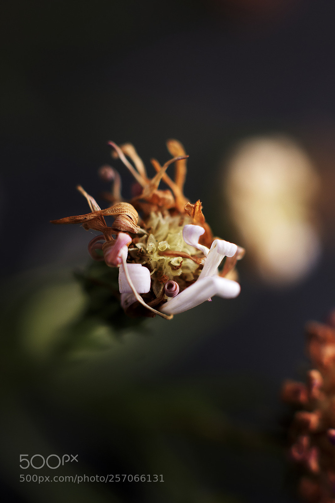 Canon EOS 60D sample photo. Macro flower 2 photography