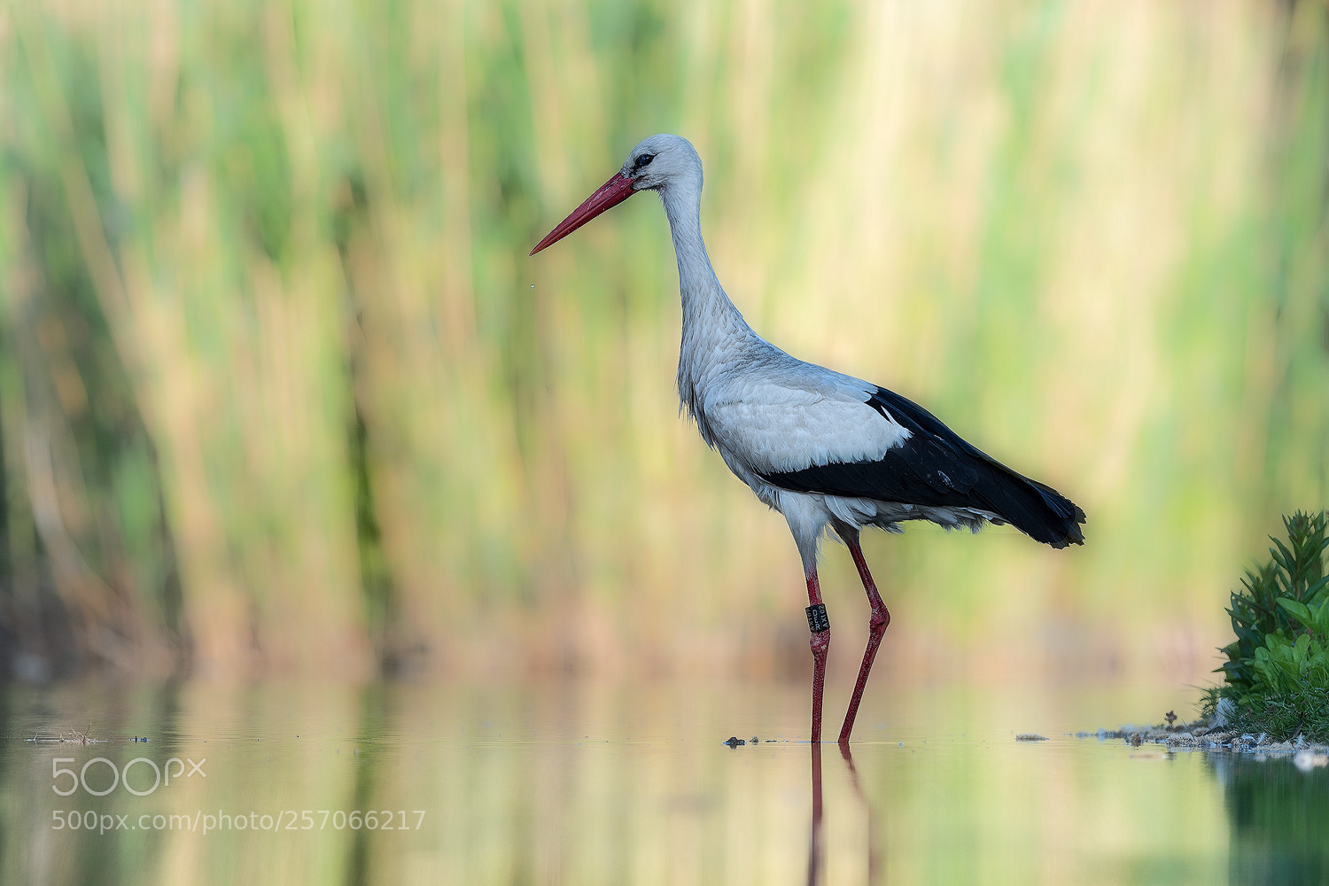 Nikon D500 sample photo. White stork photography