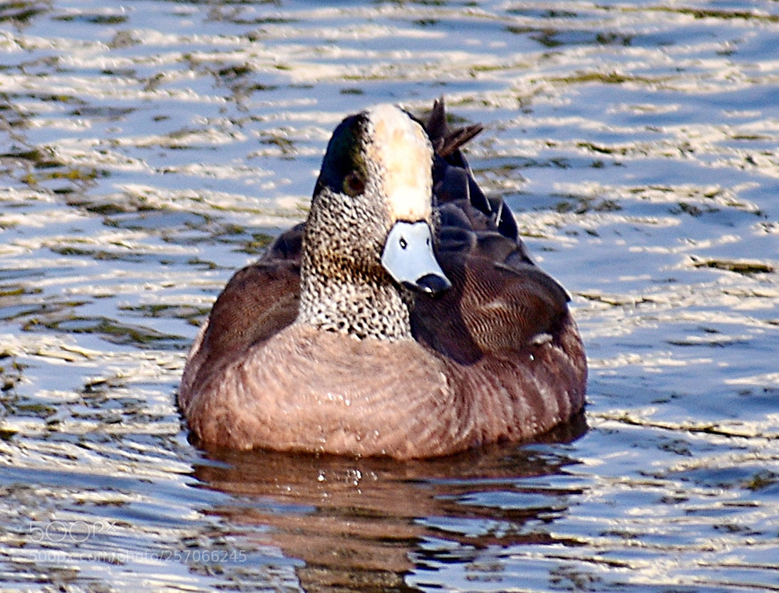 Nikon D7200 sample photo. Duck swimming over to photography