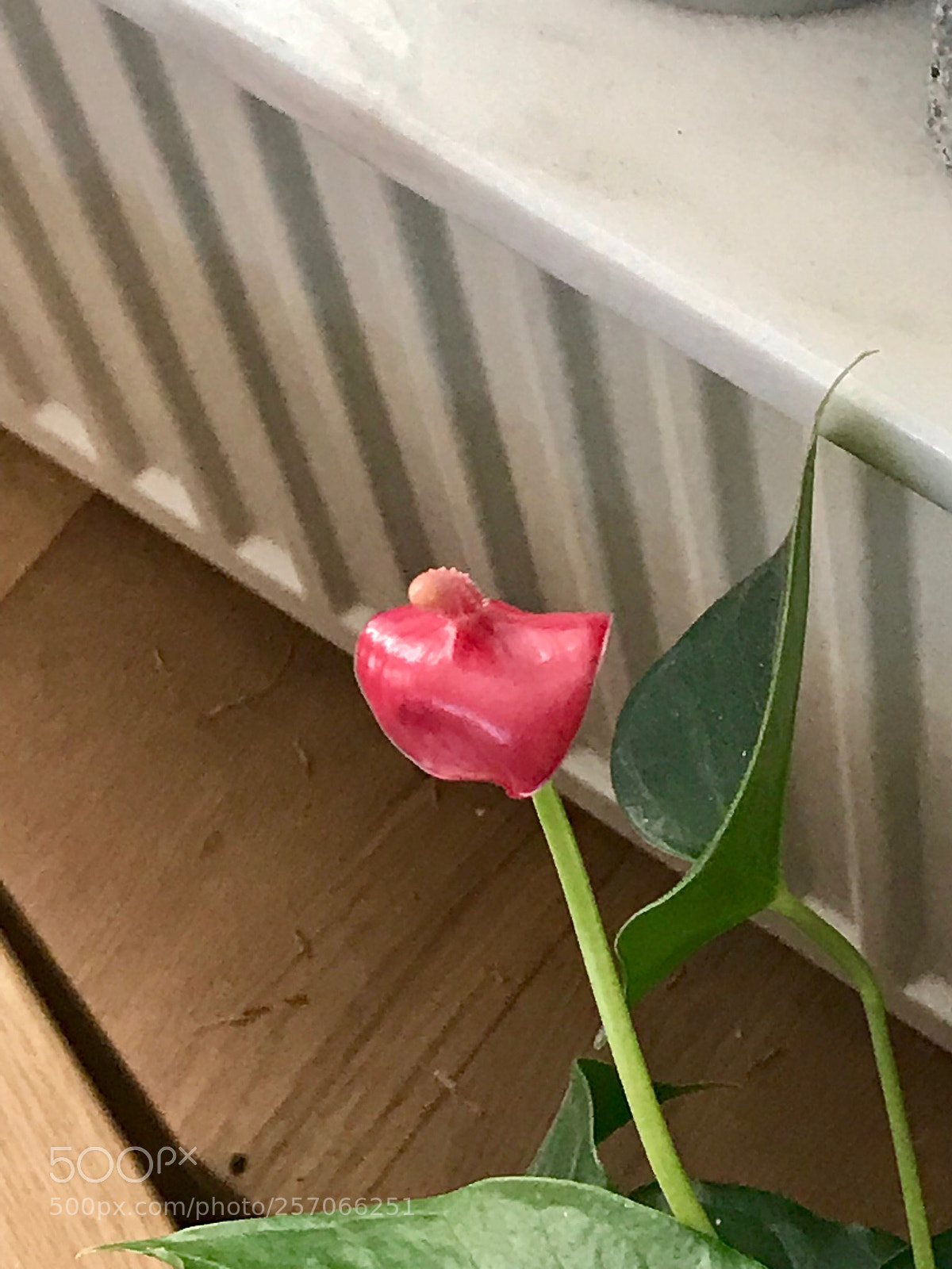 Apple iPhone 7 Plus sample photo. Untitled photography