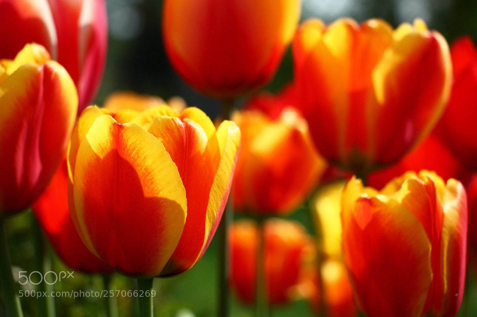 Canon EOS 450D (EOS Rebel XSi / EOS Kiss X2) sample photo. Yellow-red tulips. photography