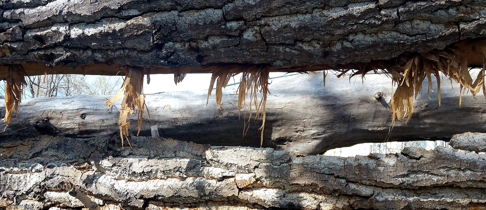 Samsung Galaxy Note4 sample photo. Tree parts (outside) photography