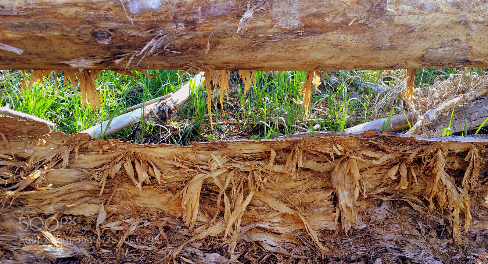 Samsung Galaxy Note4 sample photo. Tree parts (inside) photography
