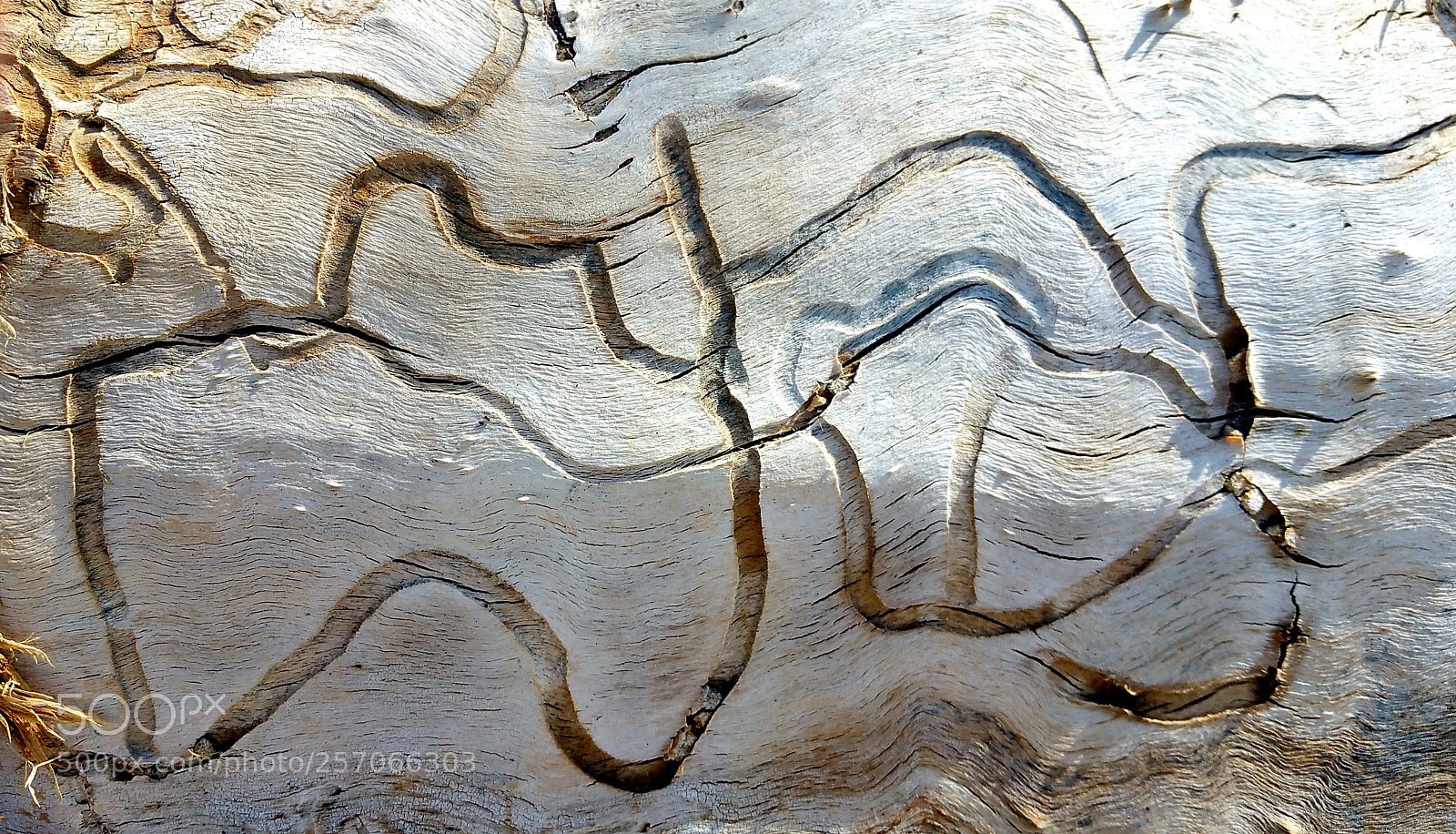Samsung Galaxy Note4 sample photo. Tree parts (scribbles) photography