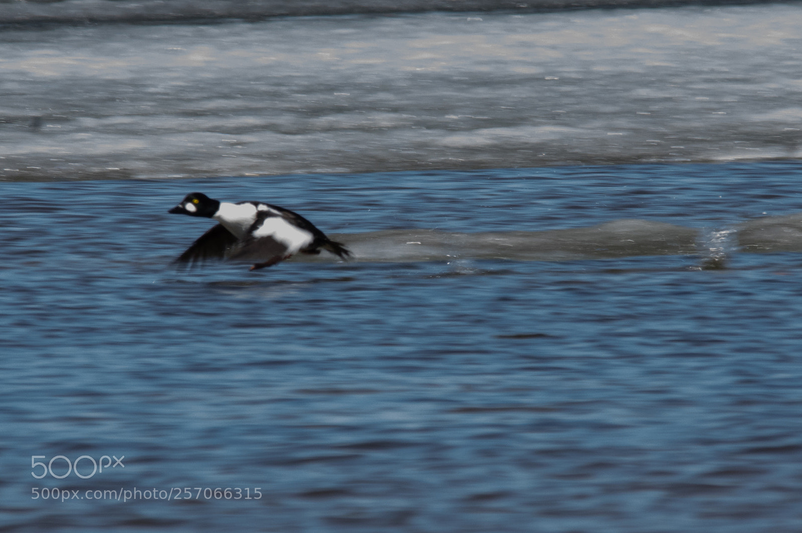 Pentax K-3 II sample photo. Common goldeneye photography