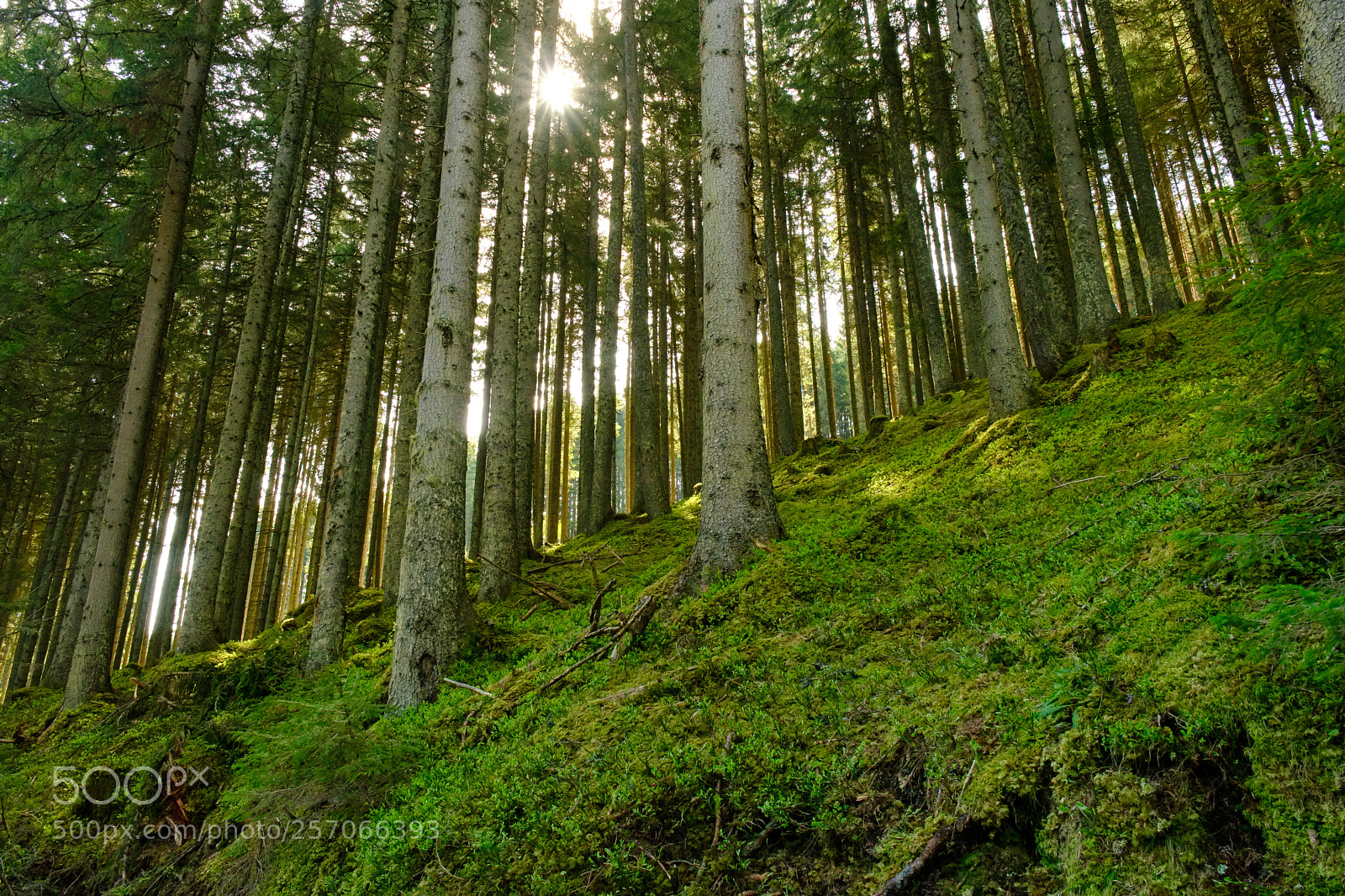 Fujifilm X-T2 sample photo. Sun through trees photography