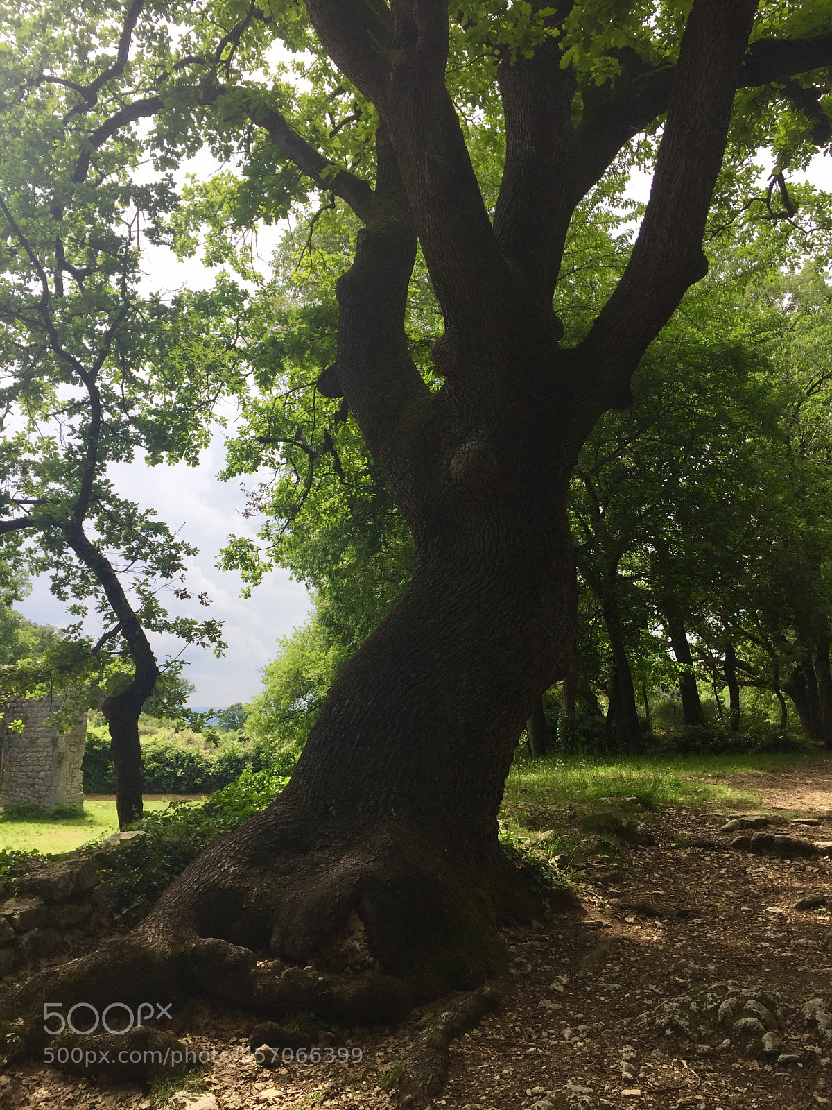 Apple iPhone 6 sample photo. Untitled photography