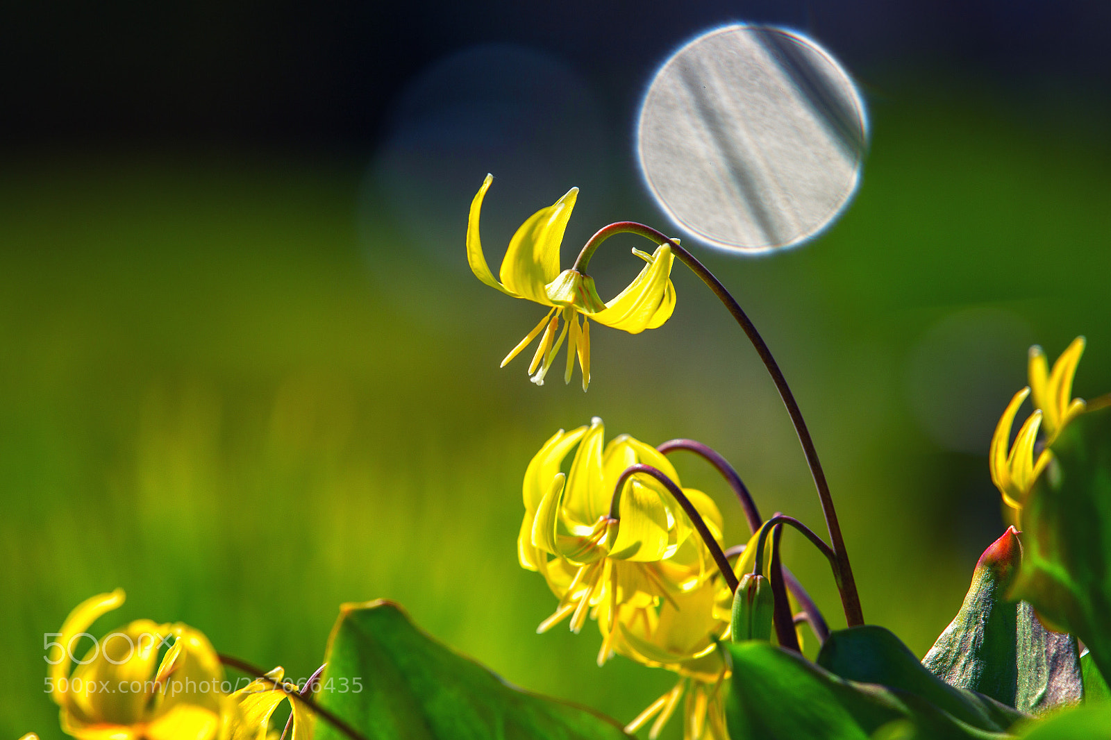 Canon EOS 6D sample photo. Bright as the sun photography