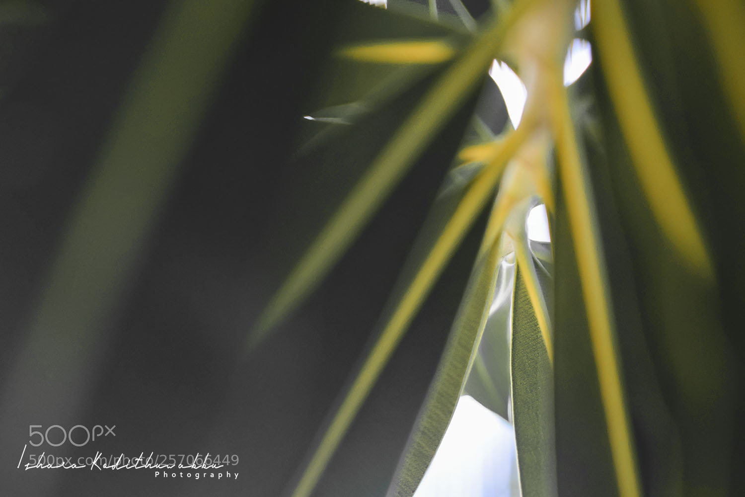 Nikon D3300 sample photo. Untitled photography