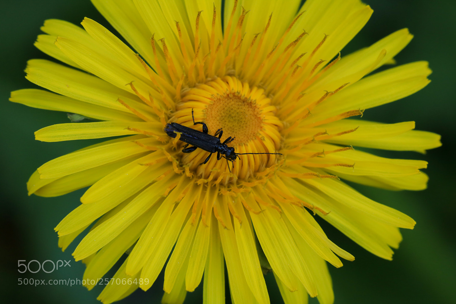 Canon EOS 750D (EOS Rebel T6i / EOS Kiss X8i) sample photo. Break on the dandelion photography