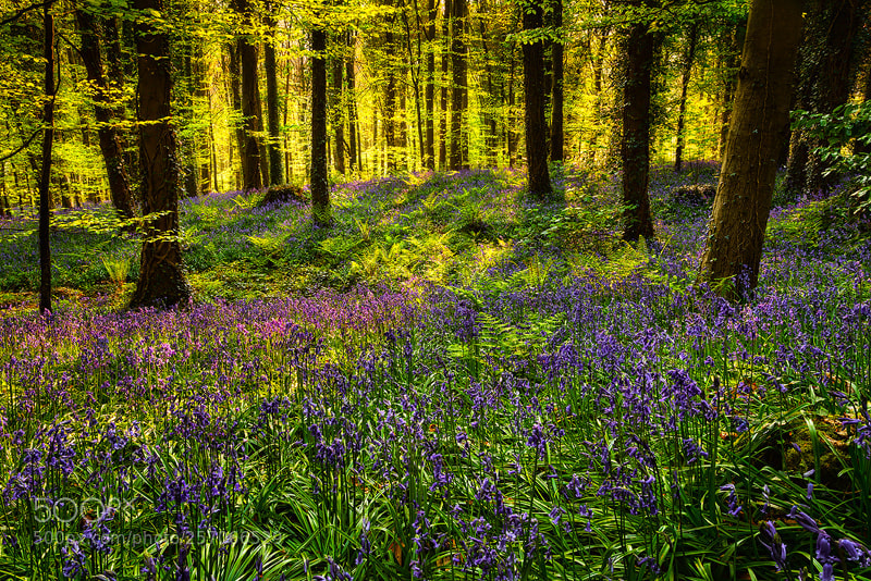 Canon EOS 5D Mark II sample photo. Bluebells in spring sunshine photography