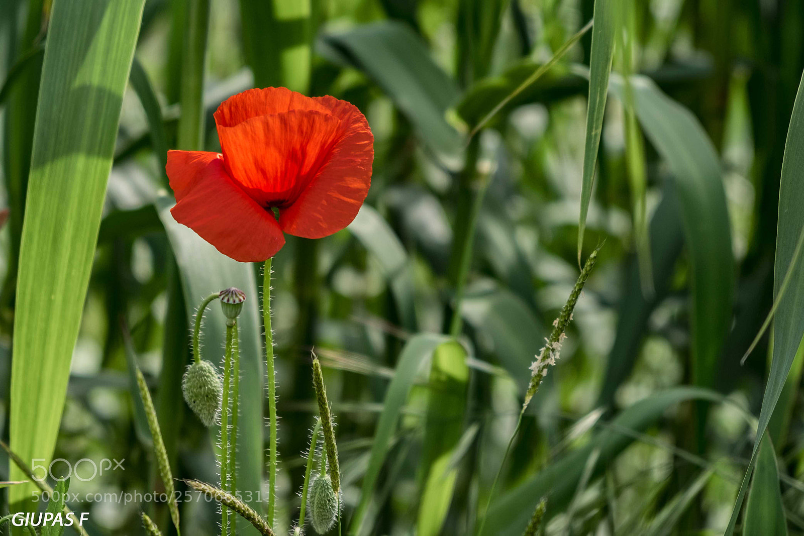 Fujifilm X-T2 sample photo. Bimf photography
