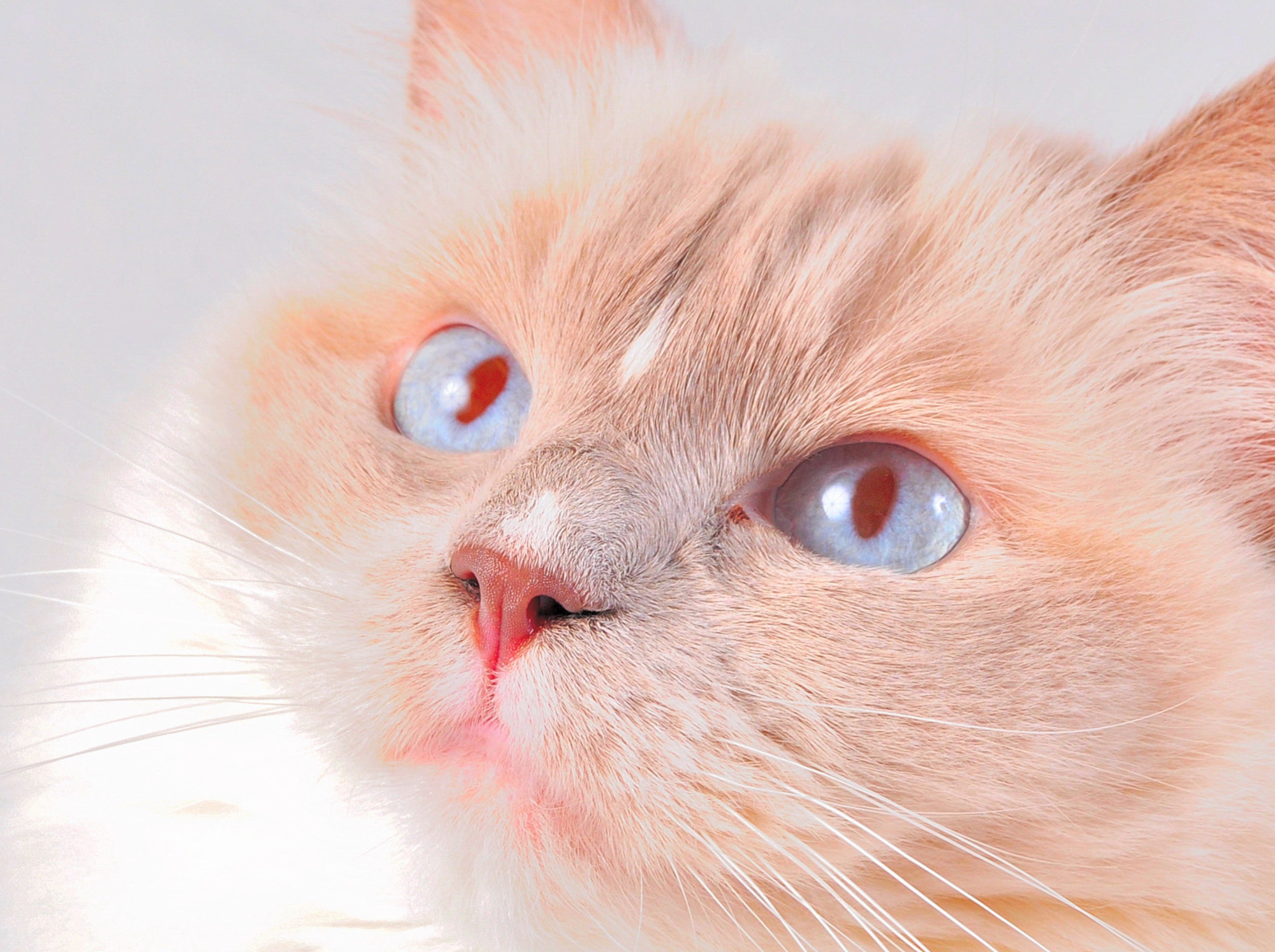 Nikon D5000 sample photo. Ragdoll cat photography