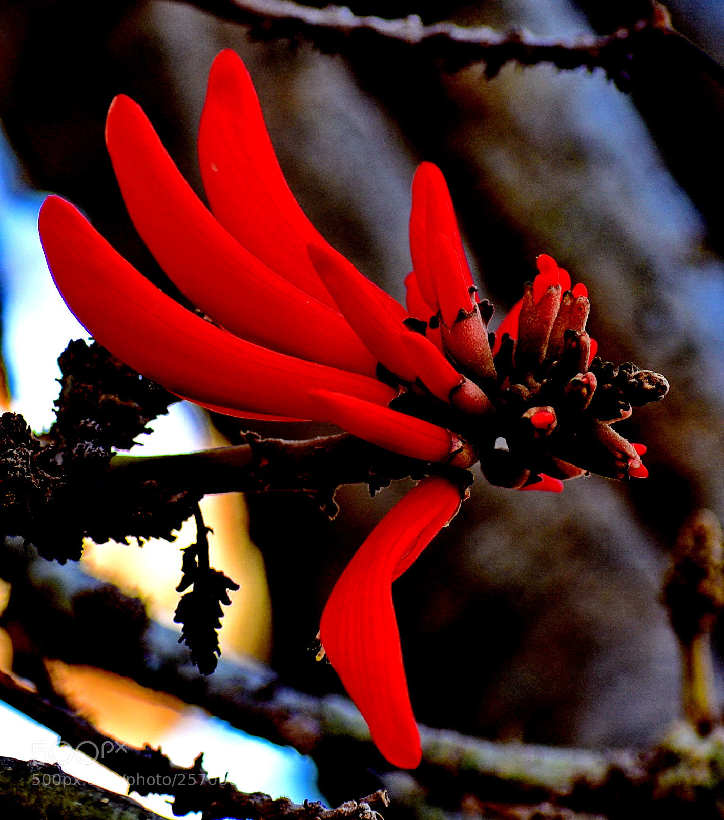 Nikon D7200 sample photo. A red pinecomb flower photography