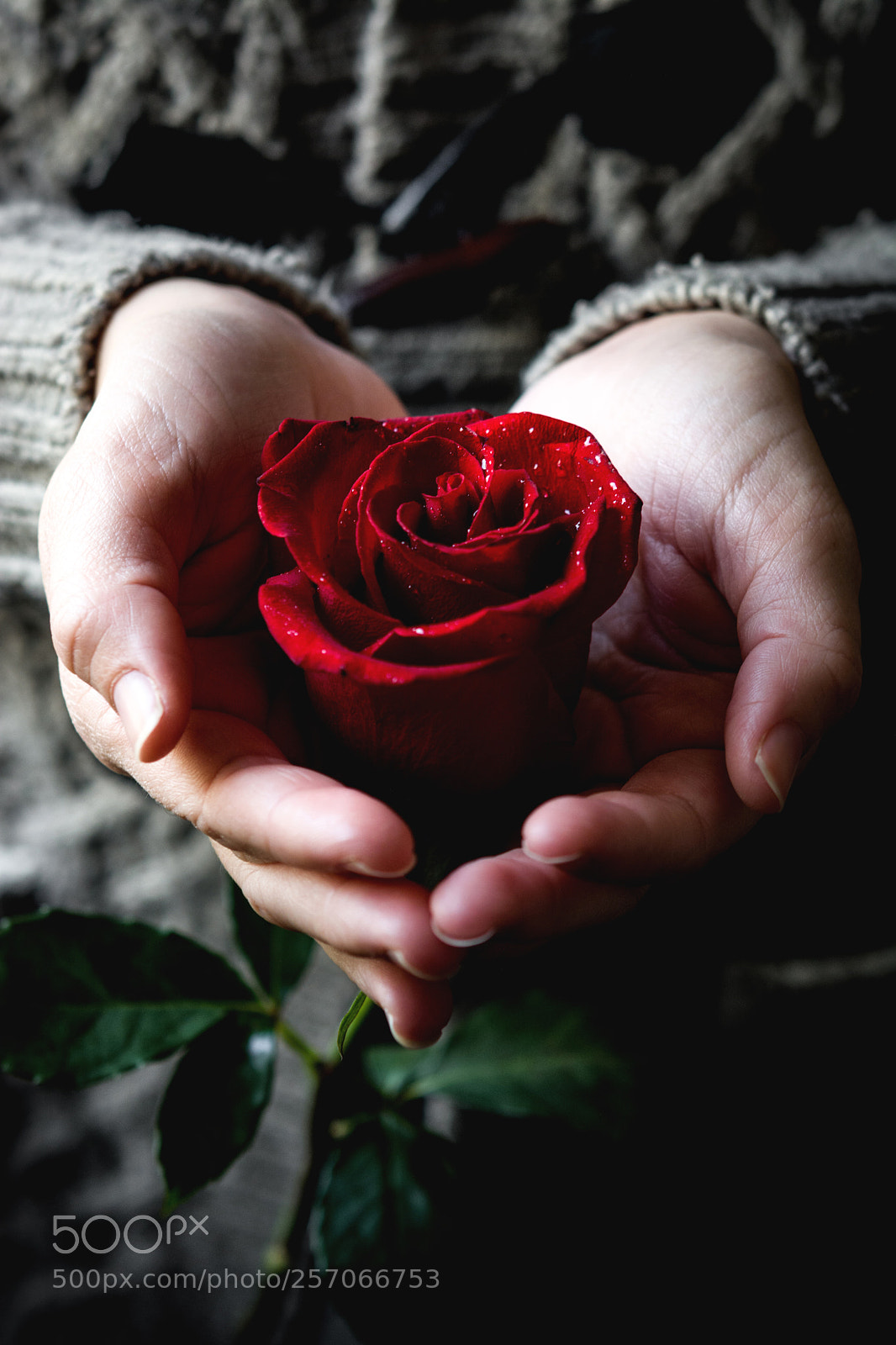 Nikon D7100 sample photo. Mujer con rosa estefania photography