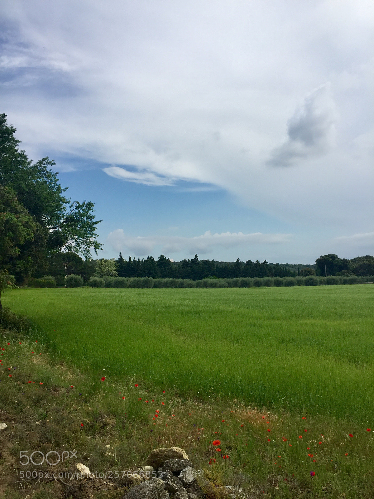 Apple iPhone 6 sample photo. Untitled photography