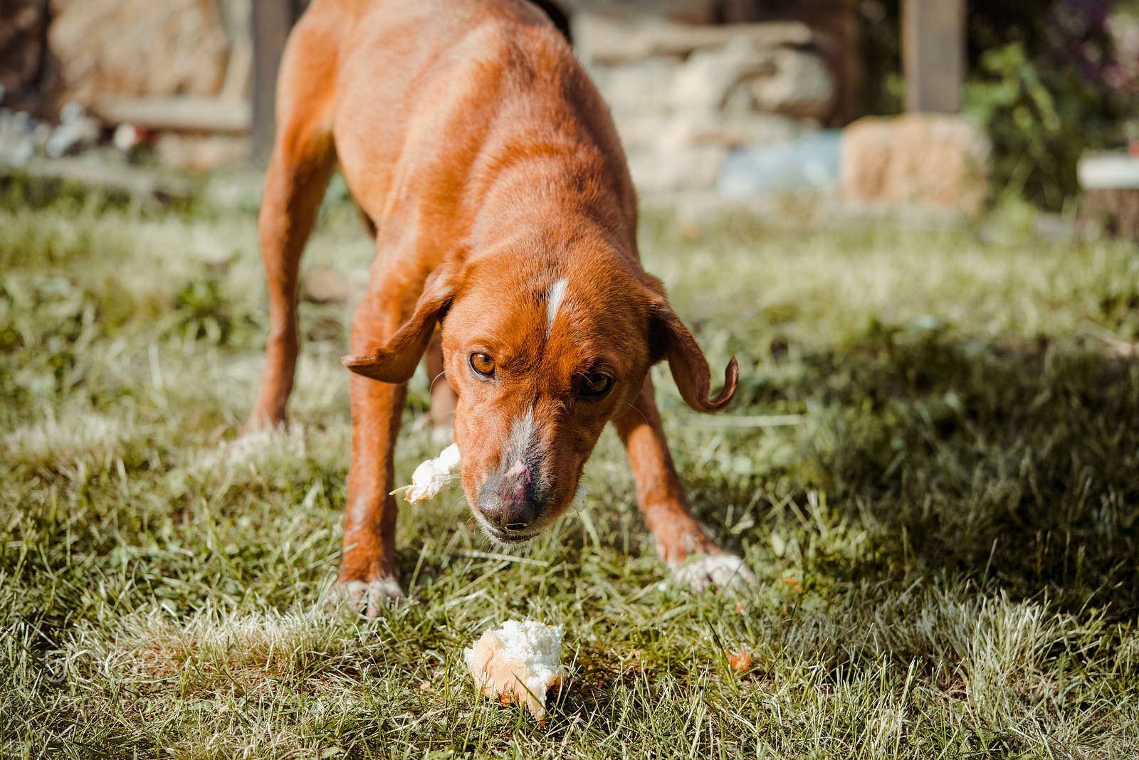Nikon D810 sample photo. Doggy photography