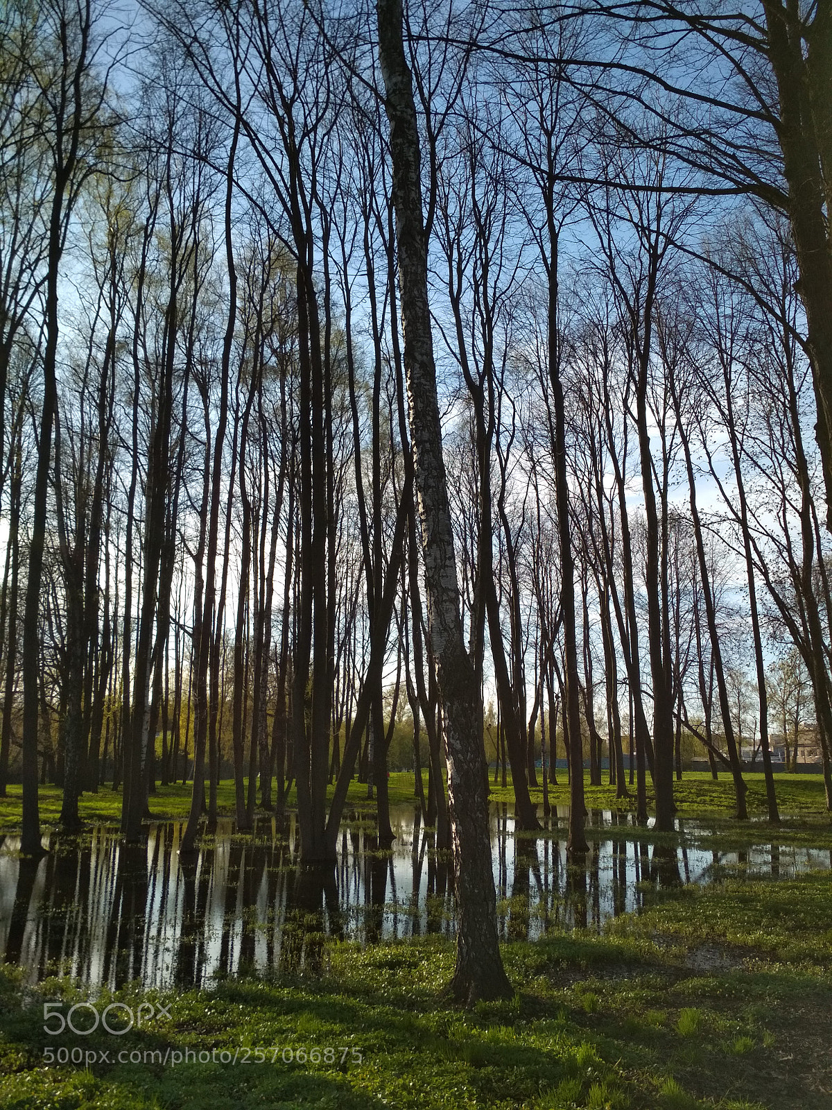 Xiaomi Redmi 4X sample photo. Trees & water photography