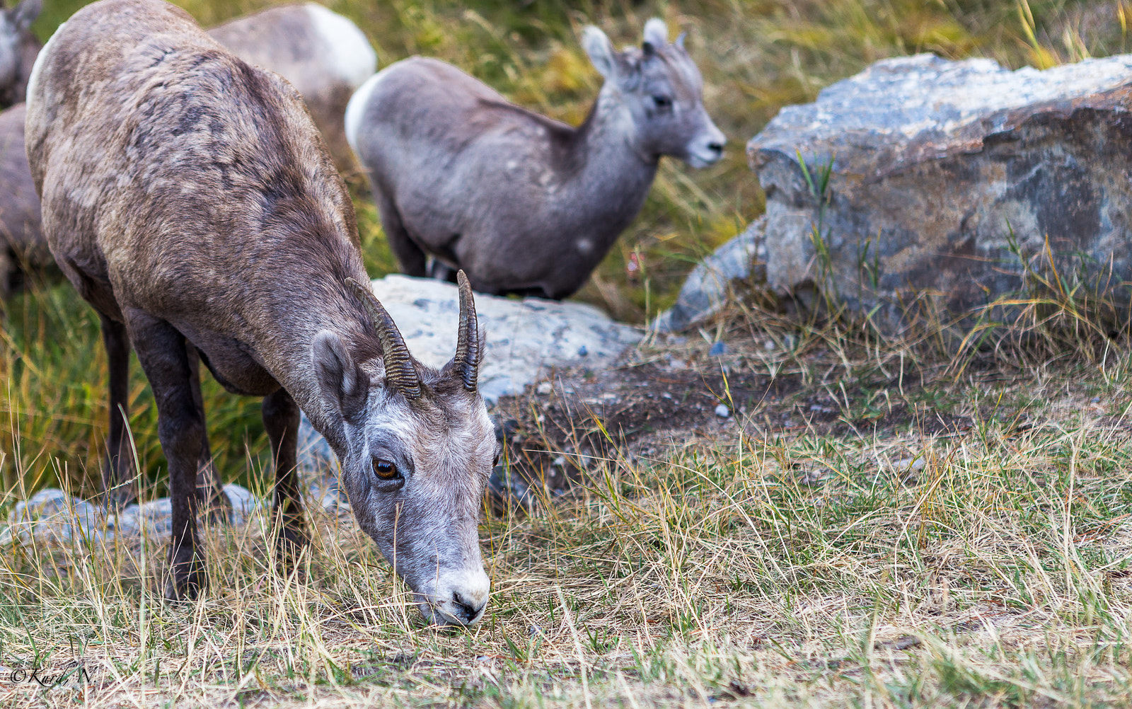 Canon EOS 6D sample photo. Wildlife at lake minnewanka photography
