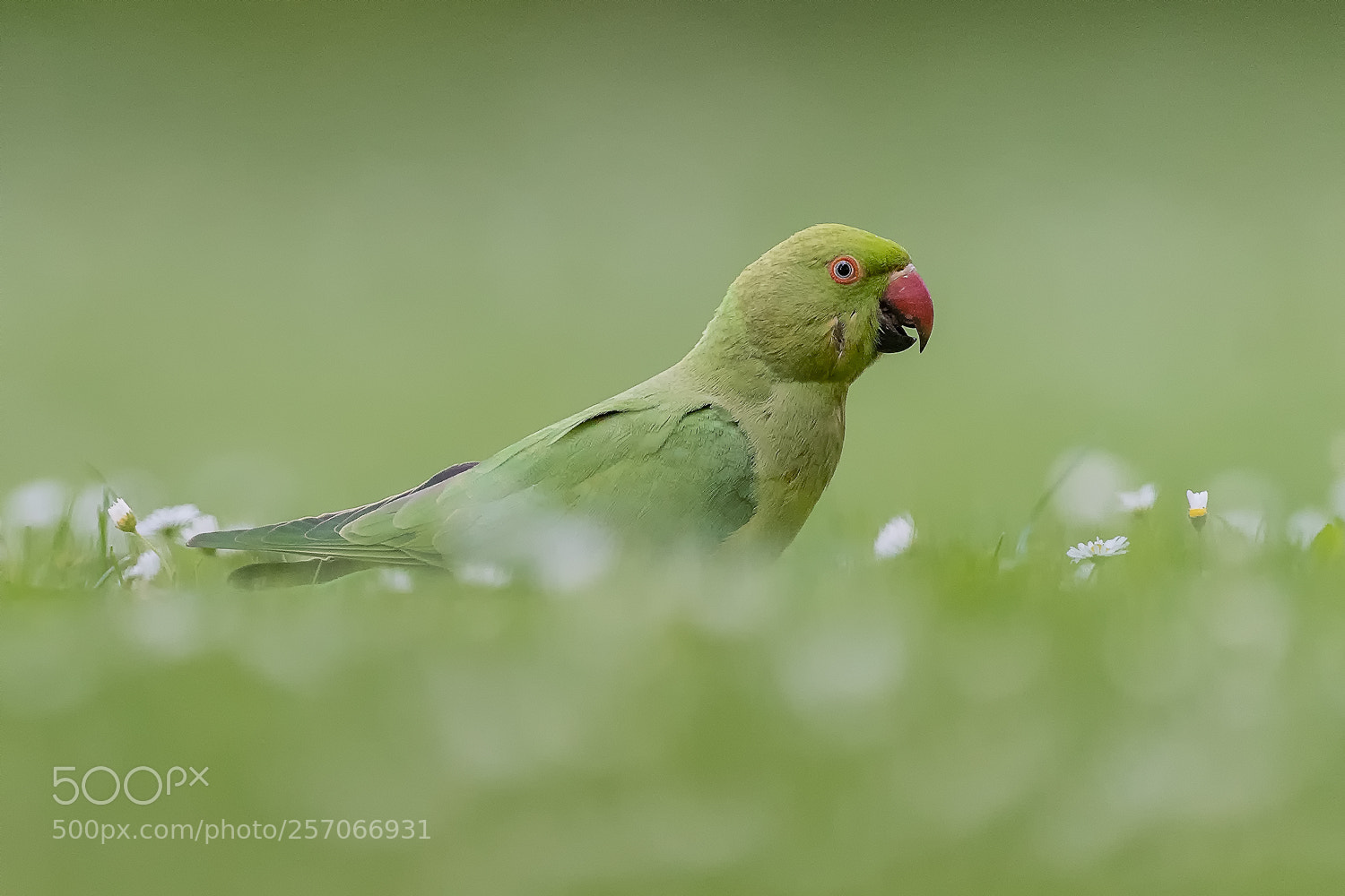 Nikon D500 sample photo. Rose-ringed parakeet photography