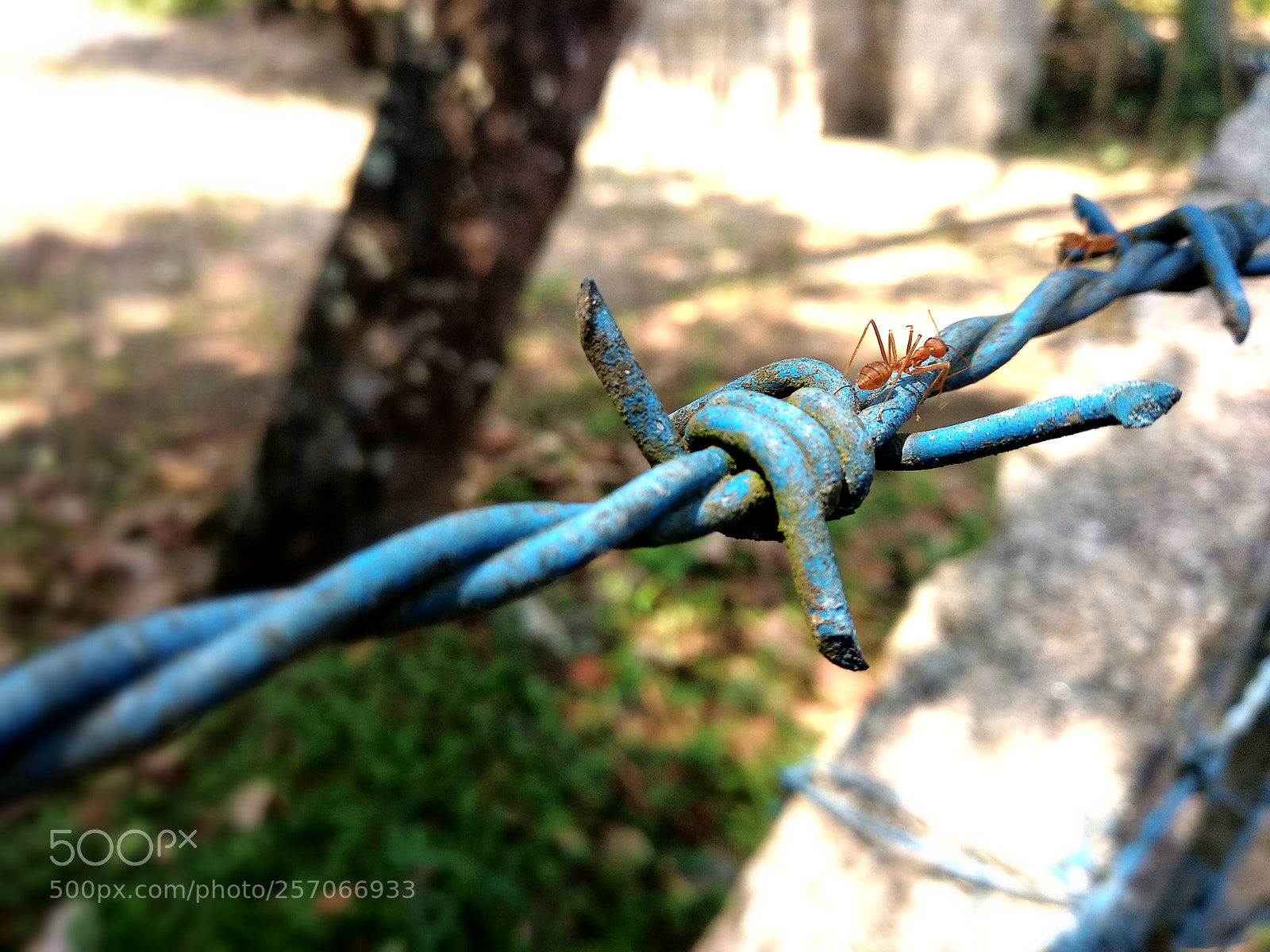 Xiaomi Mi A1 sample photo. Ant photography