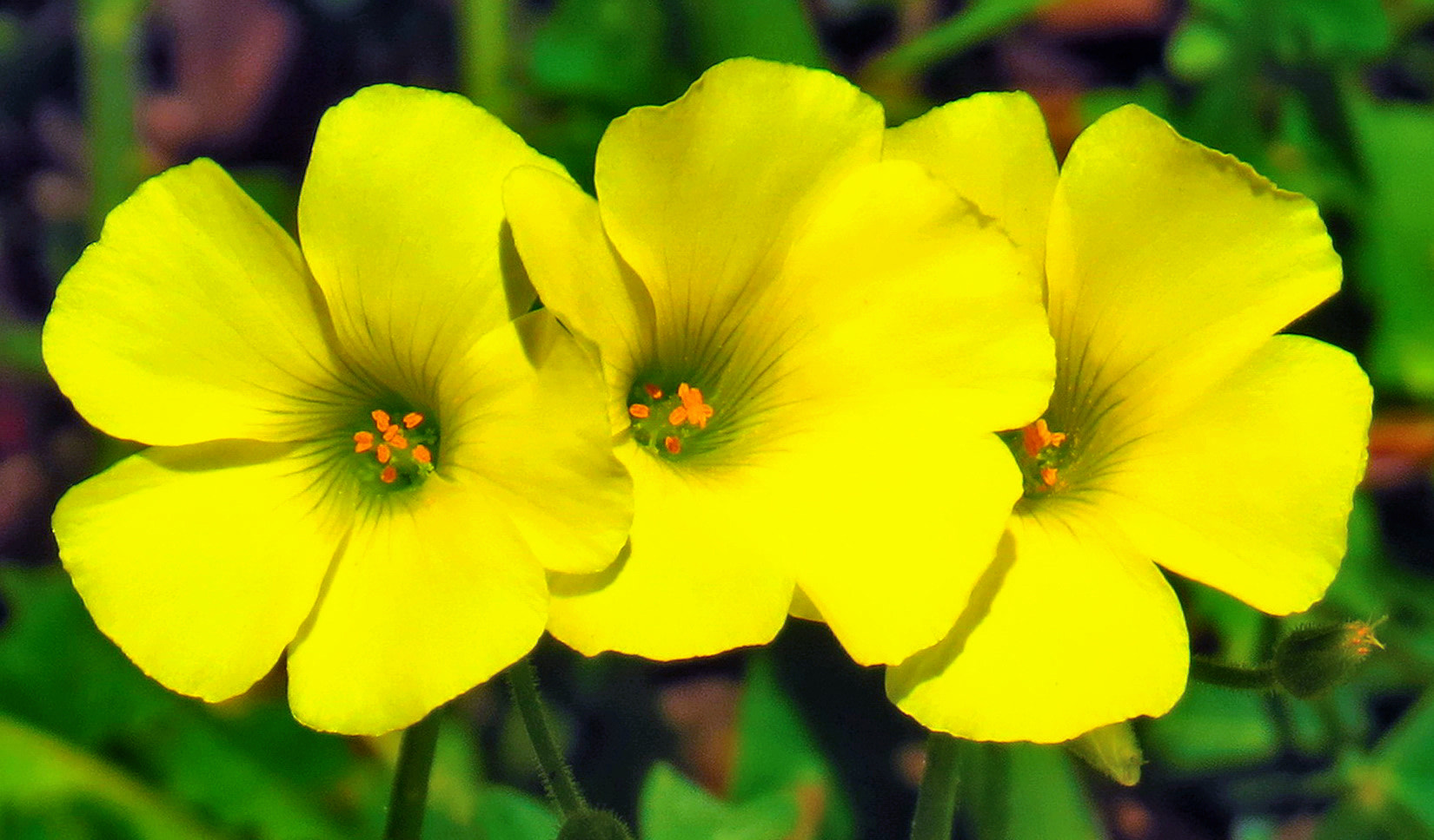 Canon PowerShot SX50 HS + 4.3 - 215.0 mm sample photo. Three yellow daisy flowers photography