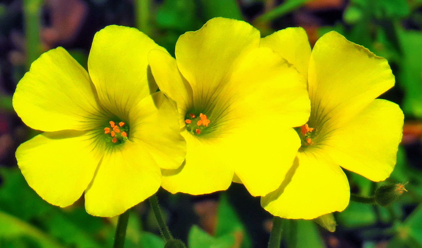 4.3 - 215.0 mm sample photo. Three yellow daisy flowers photography