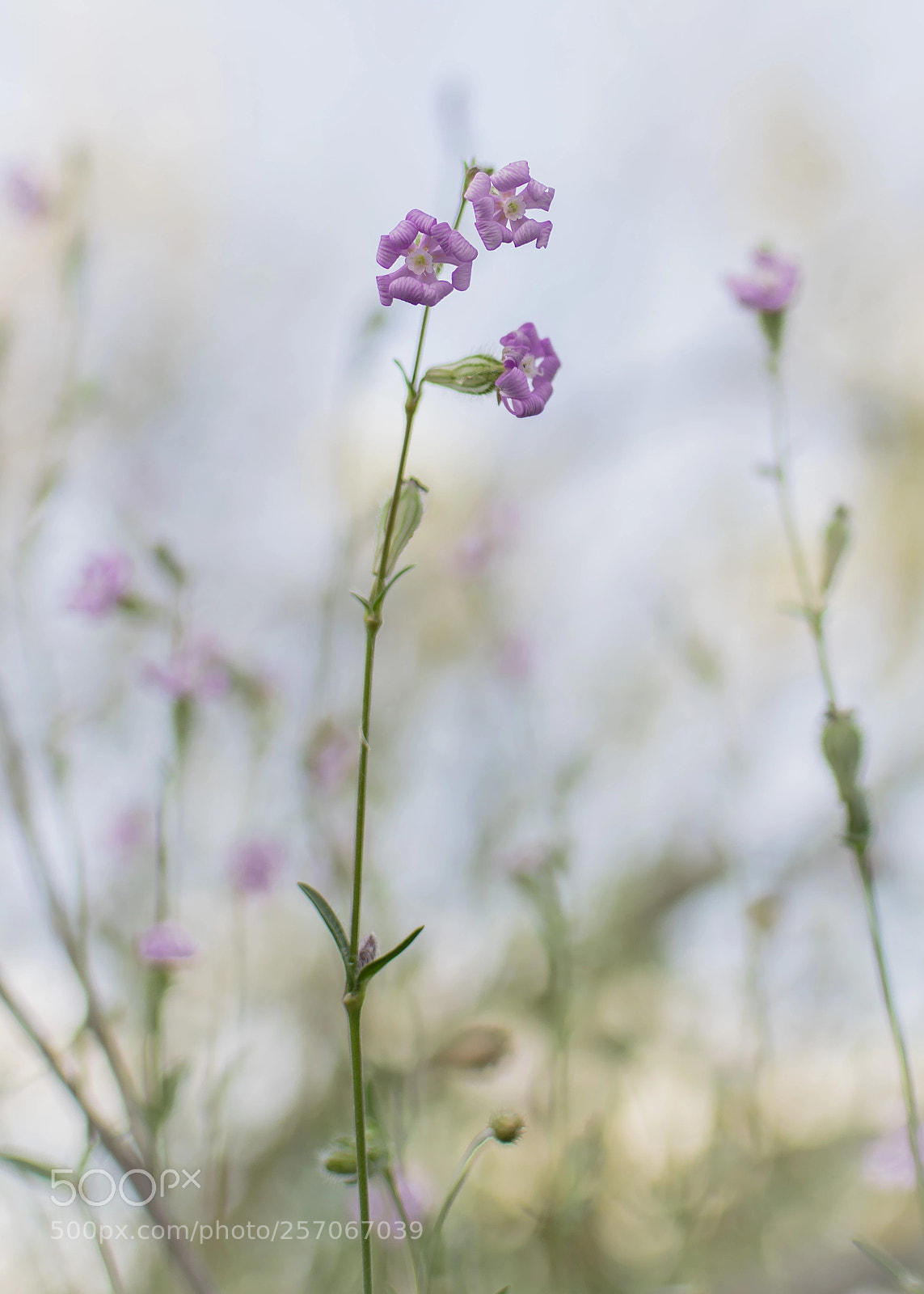 Nikon D5300 sample photo. Silene colorata photography