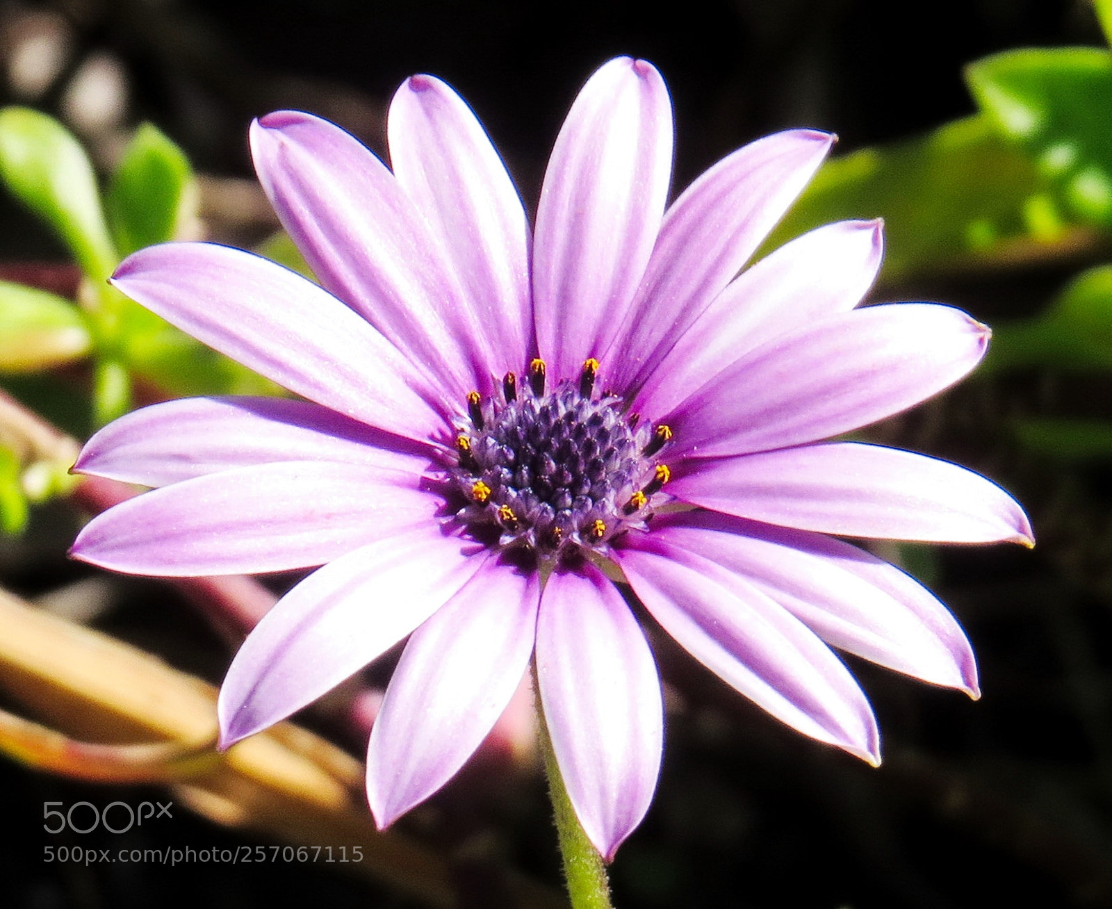 Canon PowerShot SX50 HS sample photo. A nice purple daisy photography