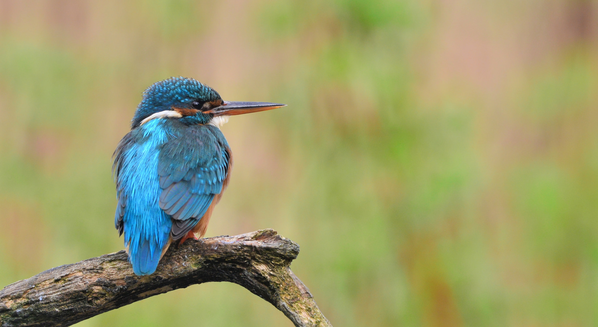 Nikon D600 + Nikon AF-S Nikkor 500mm F4G ED VR sample photo. Ijsvogel photography