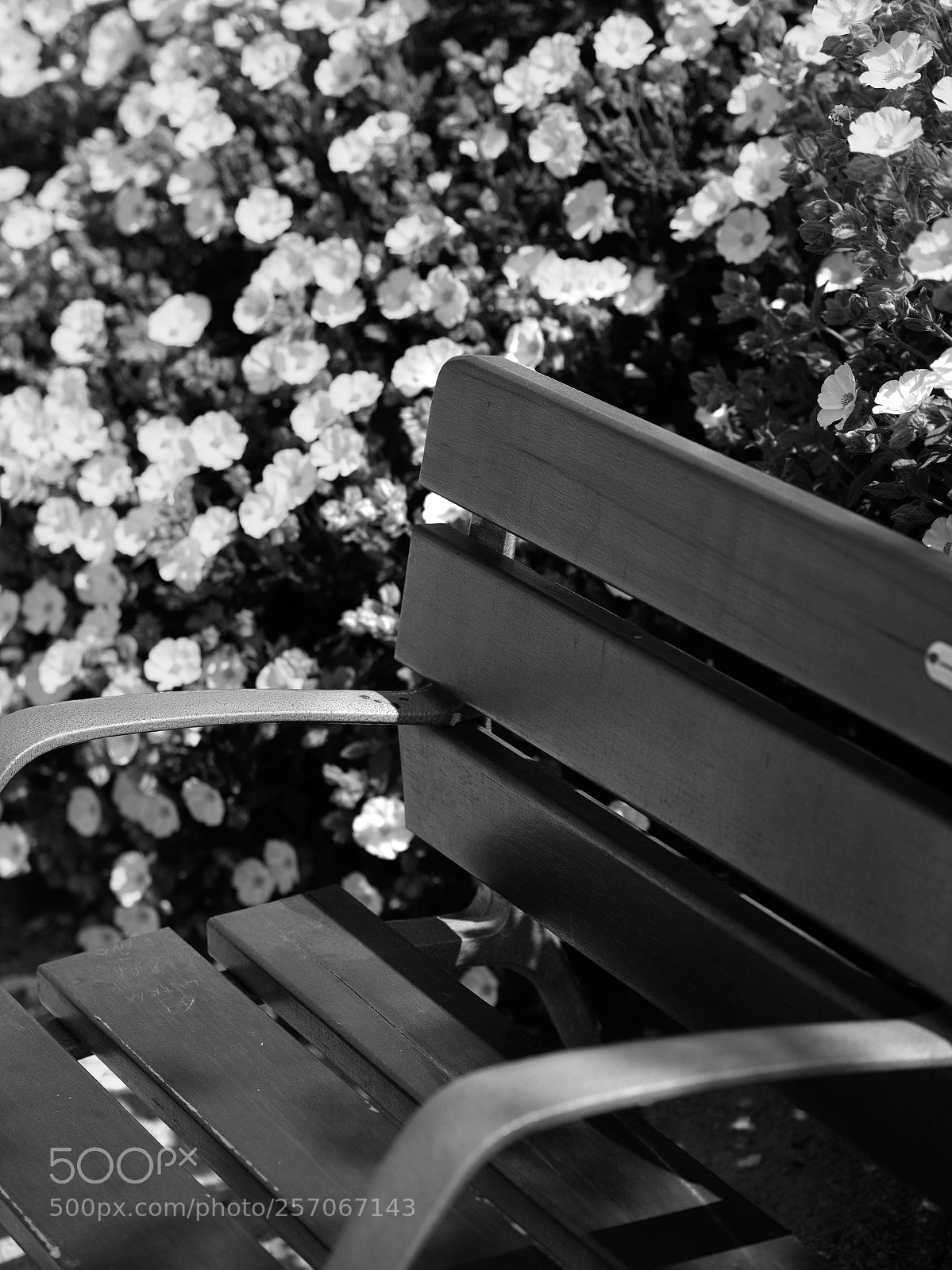 Panasonic Lumix DC-GH5 sample photo. Au spectacle du printemps photography