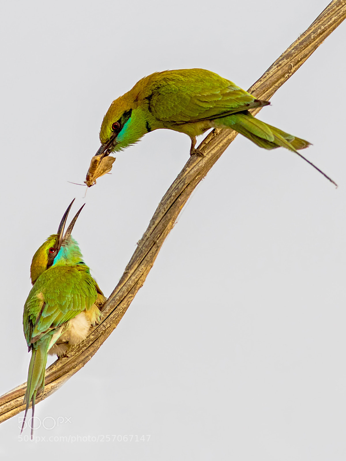 Canon EOS 7D Mark II sample photo. Green bee eaters photography