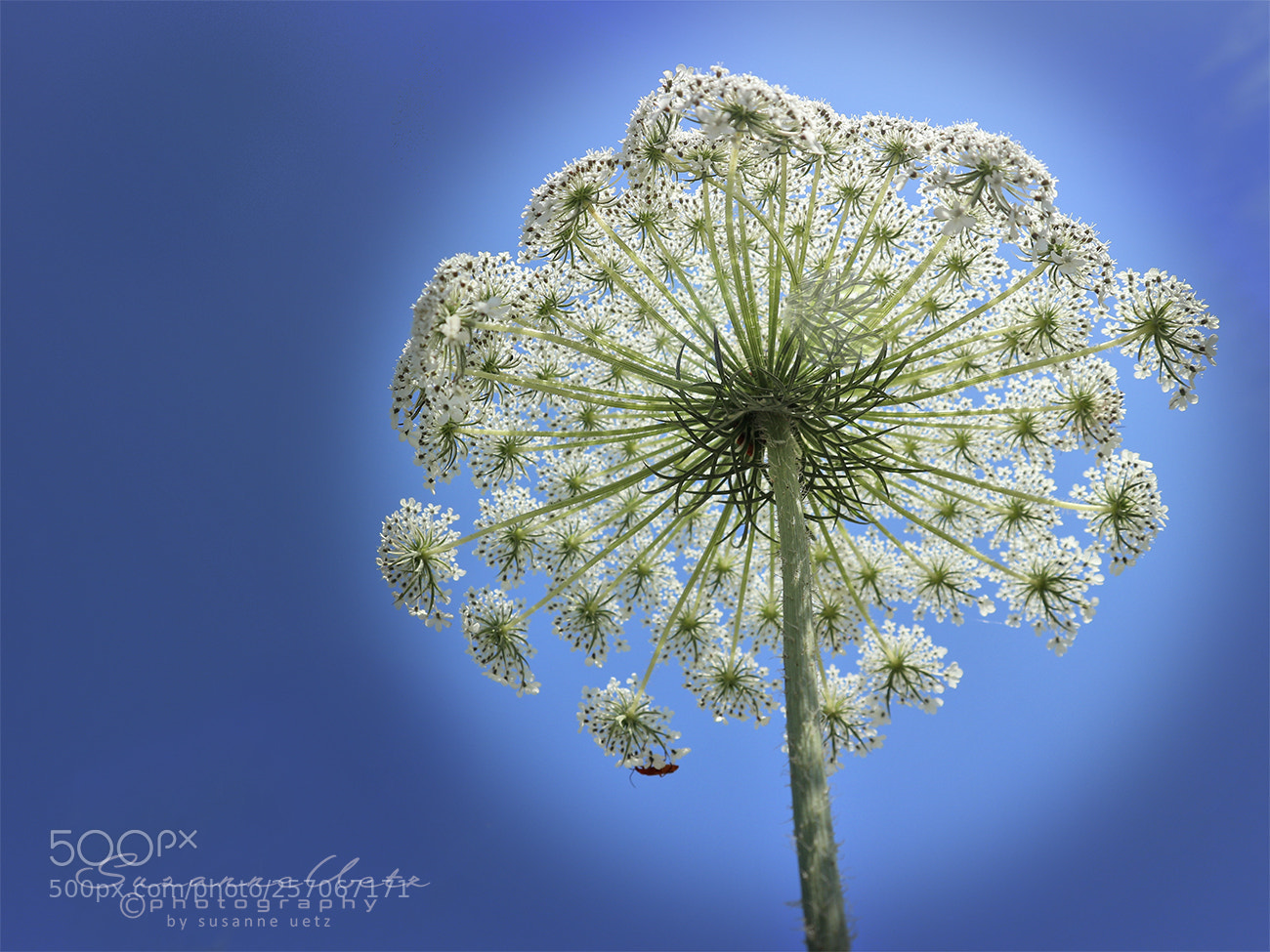 Canon EOS M10 sample photo. Flower under the sun photography