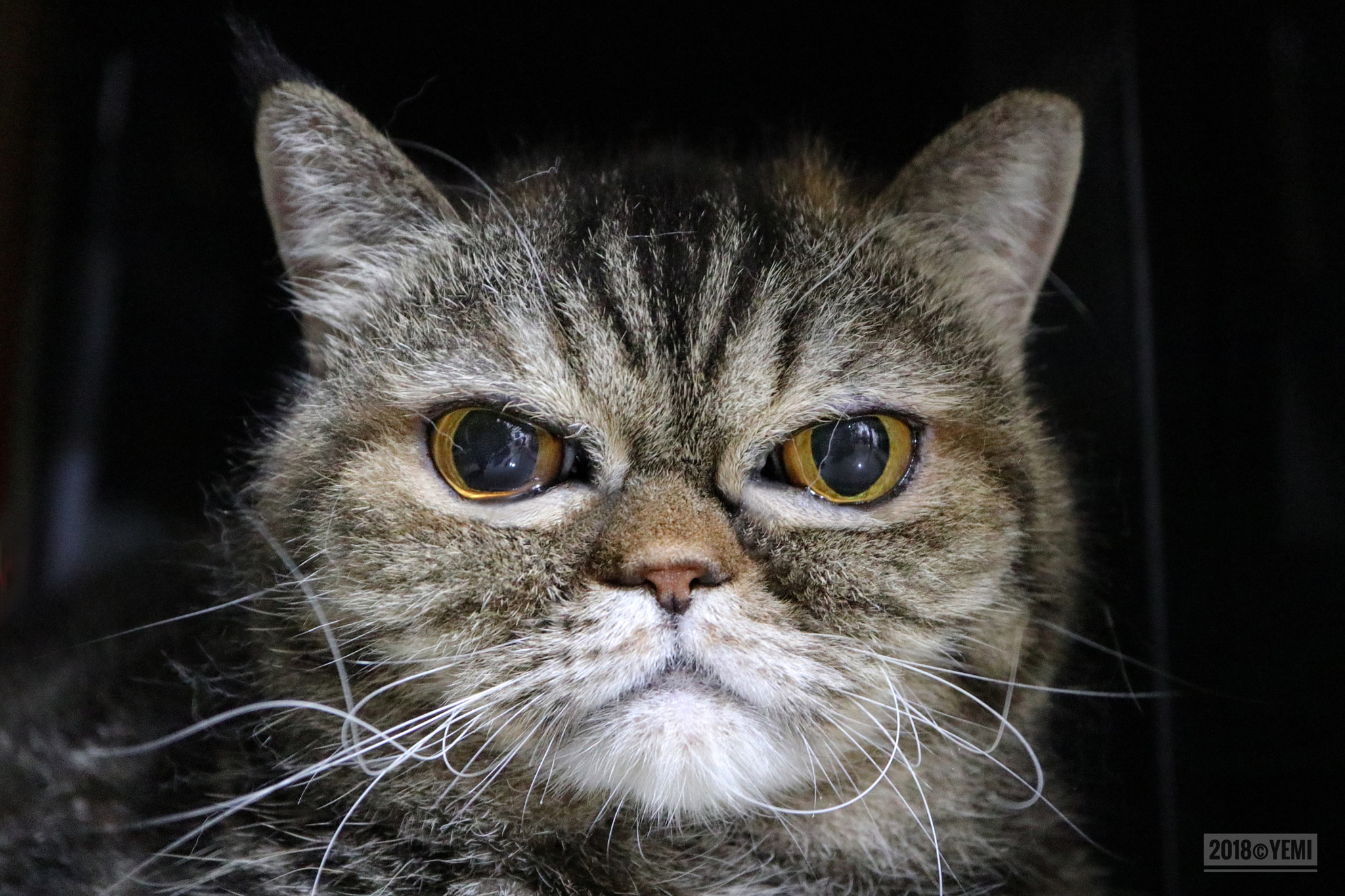 Canon EOS M6 sample photo. Cat photography