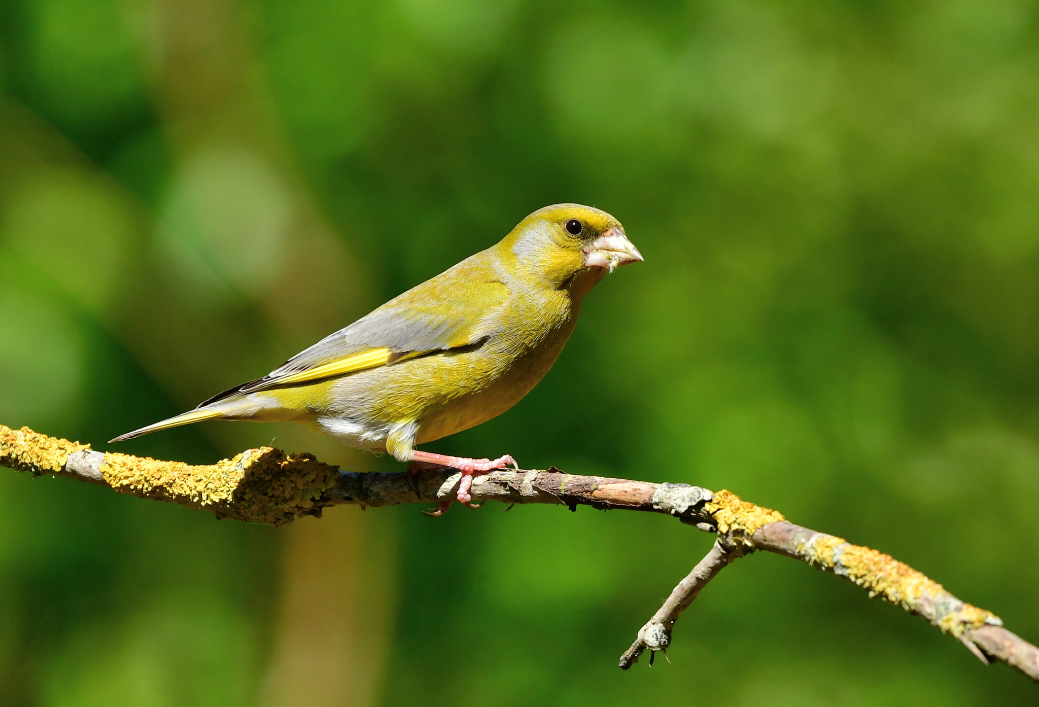 Nikon AF-S Nikkor 500mm F4G ED VR sample photo. Groenling photography