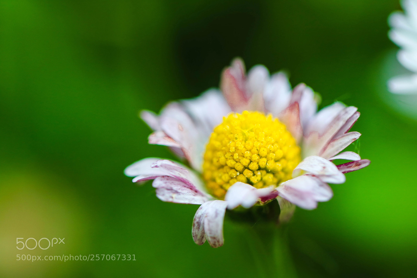 Canon EOS 750D (EOS Rebel T6i / EOS Kiss X8i) sample photo. Nature blooming photography