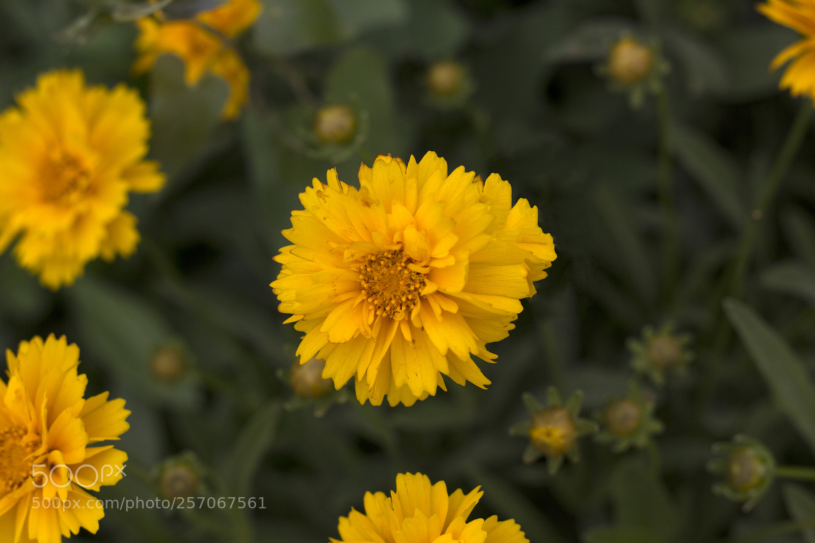 Canon EOS 60D sample photo. Yellow beauty flower photography