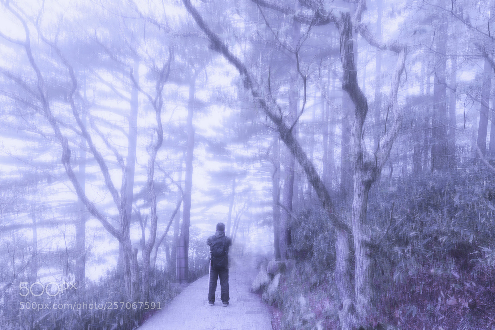 Nikon D810 sample photo. Frost photography