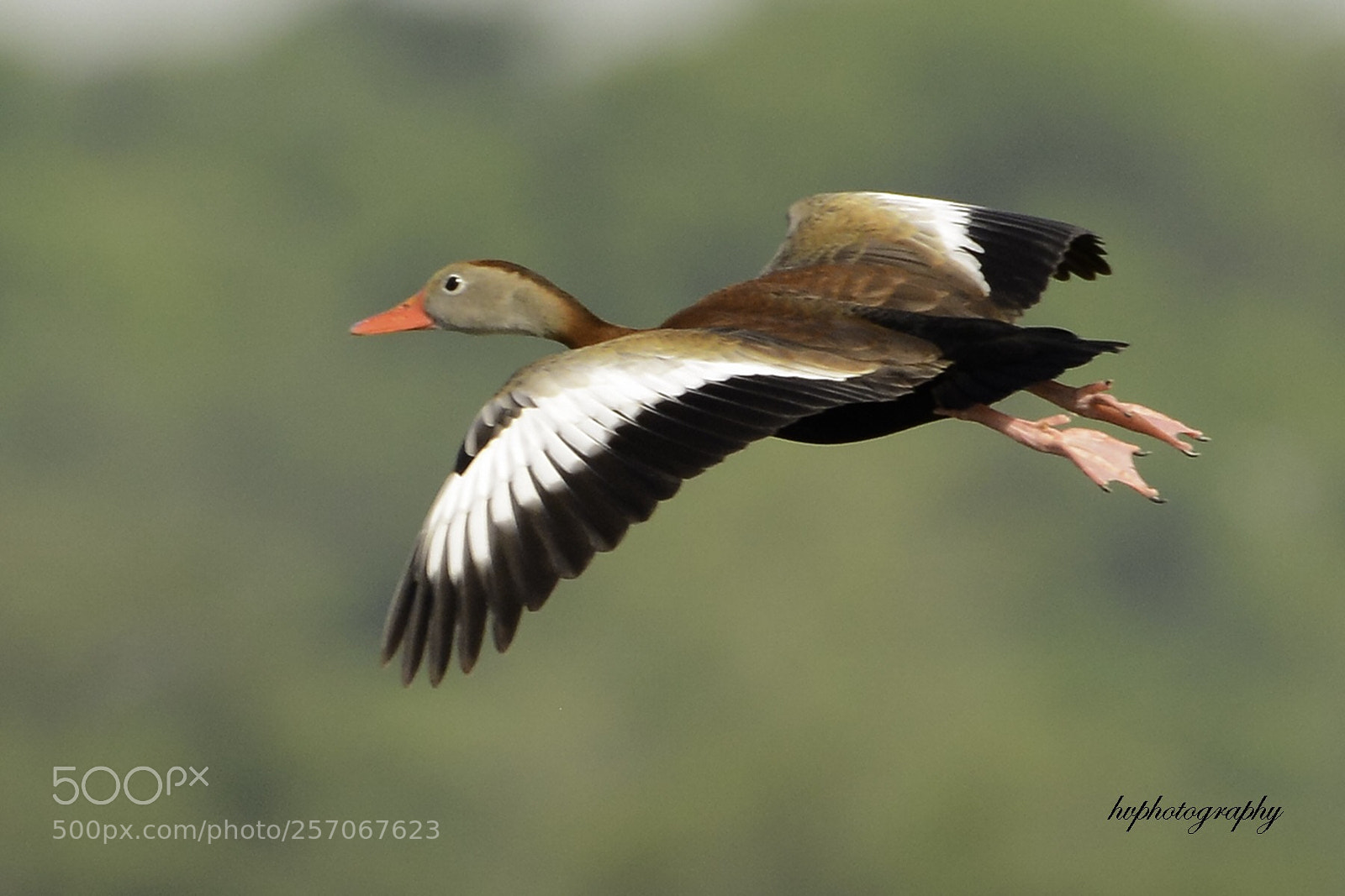 Nikon D800 sample photo. Black bellied whistling duck photography